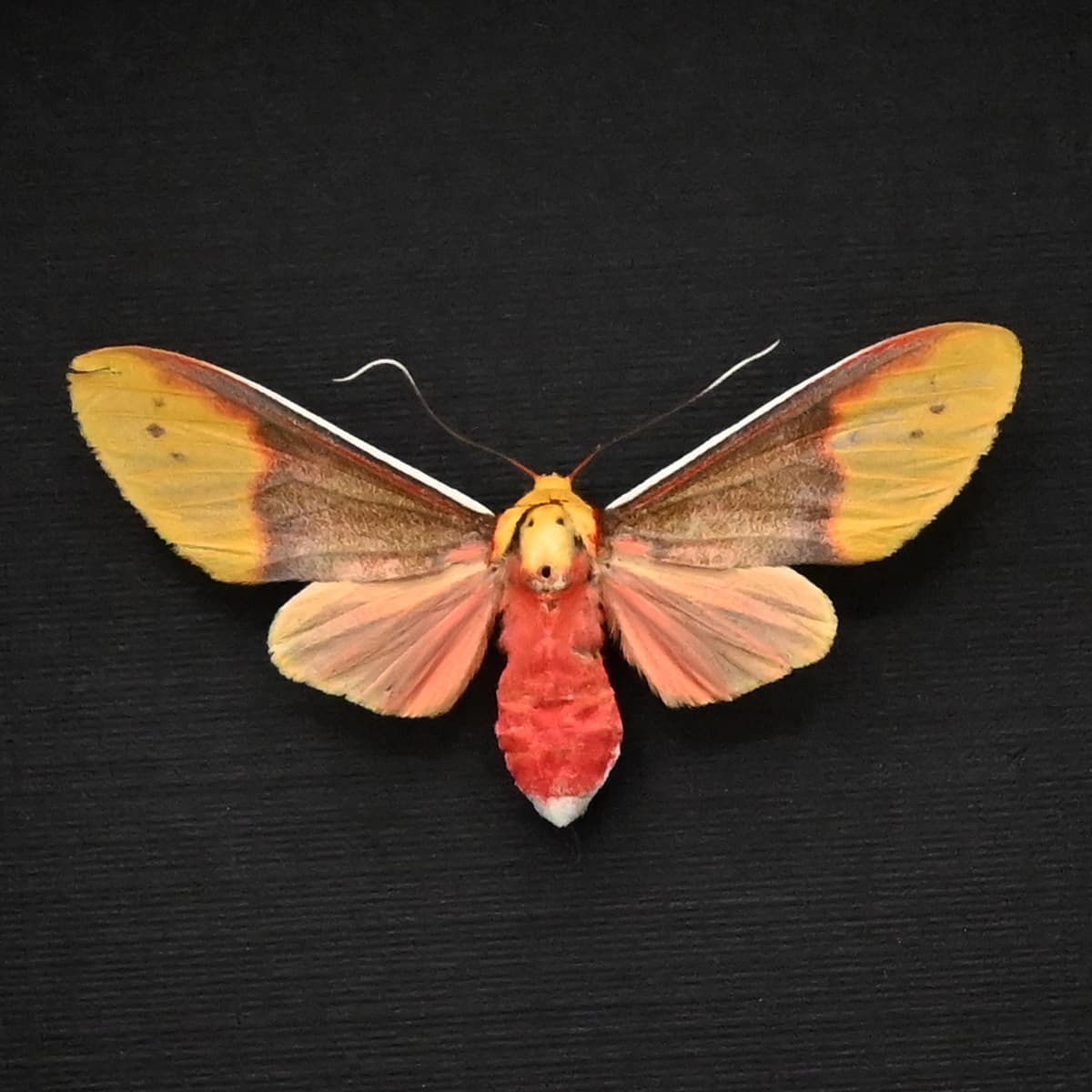 Real framed Tiger Moth taxidermy - Evius cochenouri - female