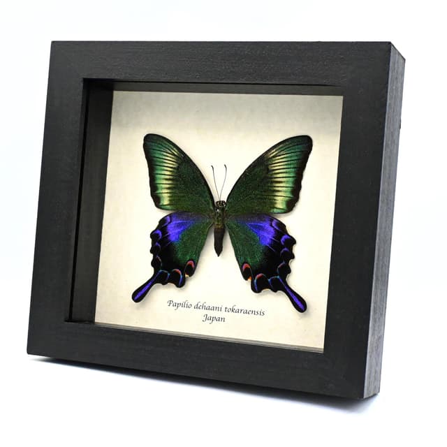 Rare black Peacock butterfly framed taxidermy - Papilio dehaani tokaraensis - large female - Summer form