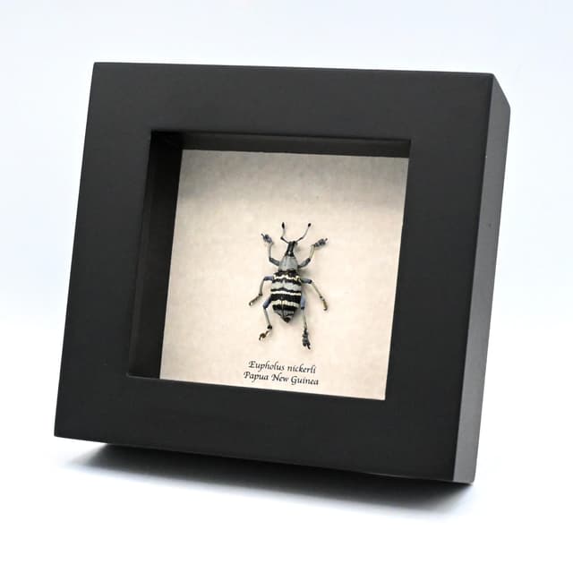 Real Weevil beetle framed taxidermy - Eupholus nickerli