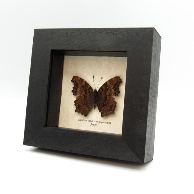 Real Admiral butterfly framed taxidermy - Kaniska canace no-japonicum