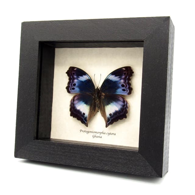 Rare Western Blue Beauty butterfly framed taxiermy - Protogoniomorpha cytora