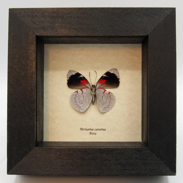 Real silver butterfly framed taxidermy - Perisama canoma