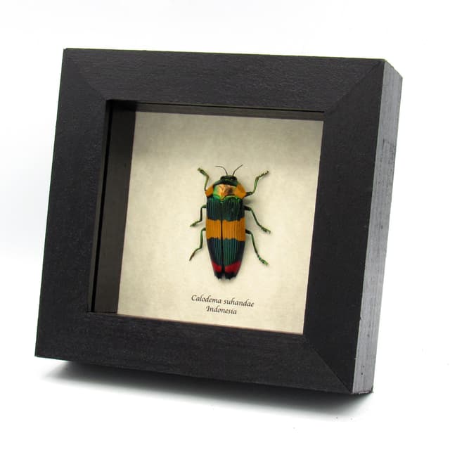 Very rare Jewel beetle framed specimen - Calodema suhandae - large female