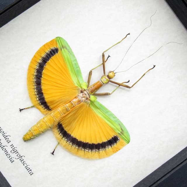 Real Giant Walking Stick bug framed taxidermy - Tagesoidea nigrofasciata