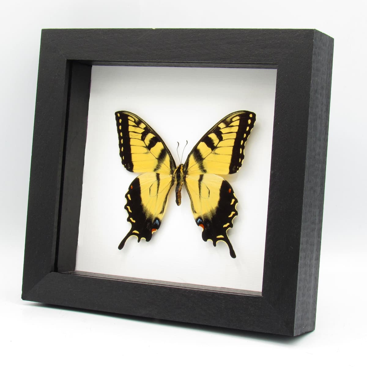 Real Tiger Swallowtail framed taxidermy - Papilio glaucus - Large female