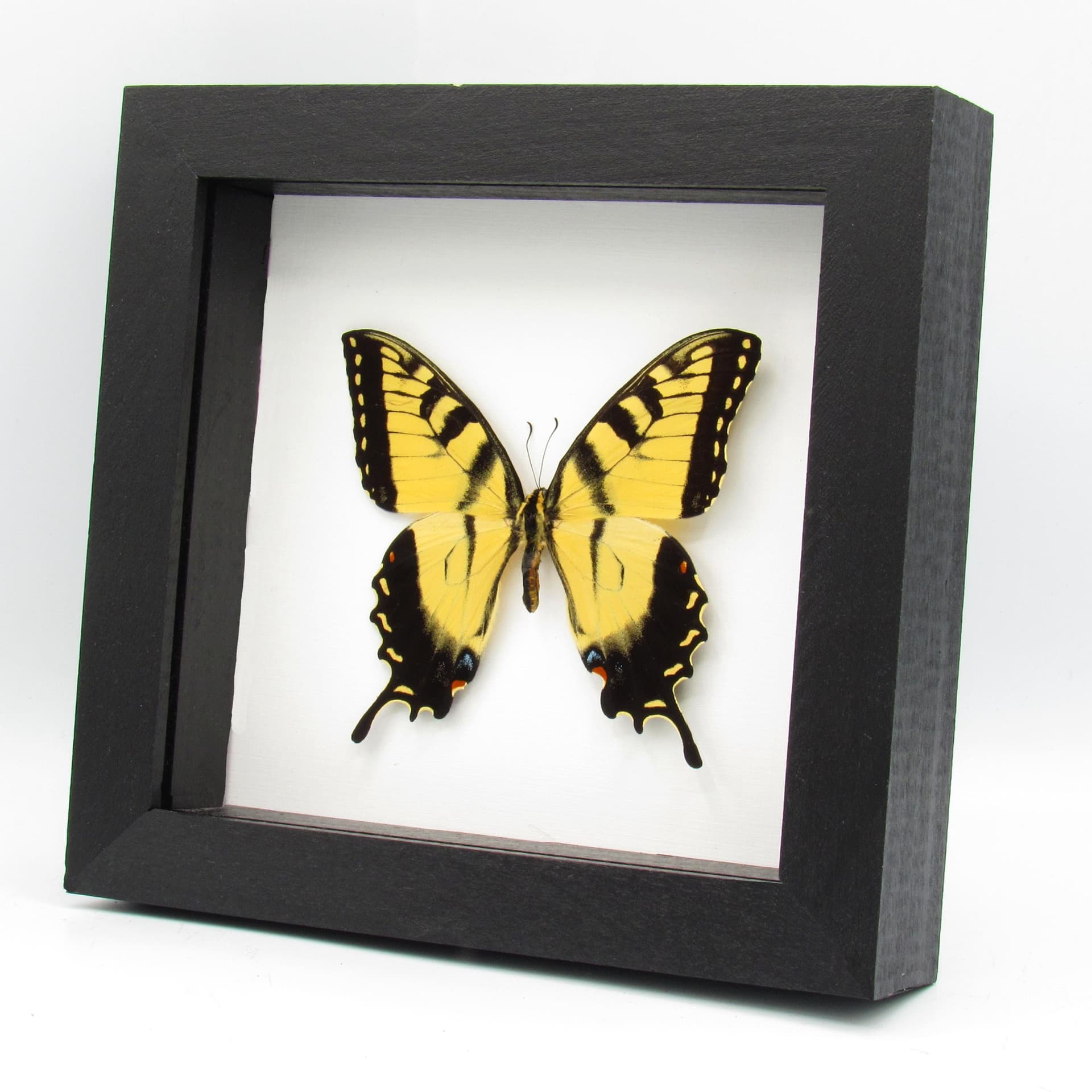 Real Tiger Swallowtail framed taxidermy - Papilio glaucus - Large female