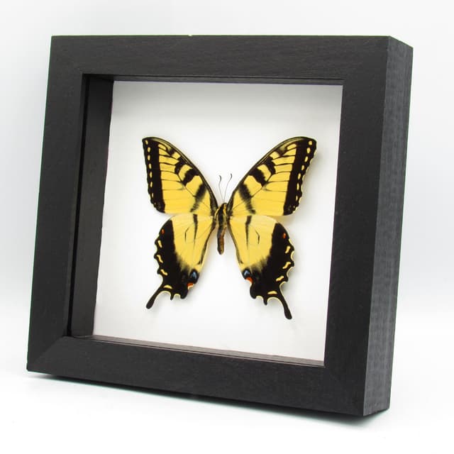 Real Tiger Swallowtail framed taxidermy - Papilio glaucus - Large female