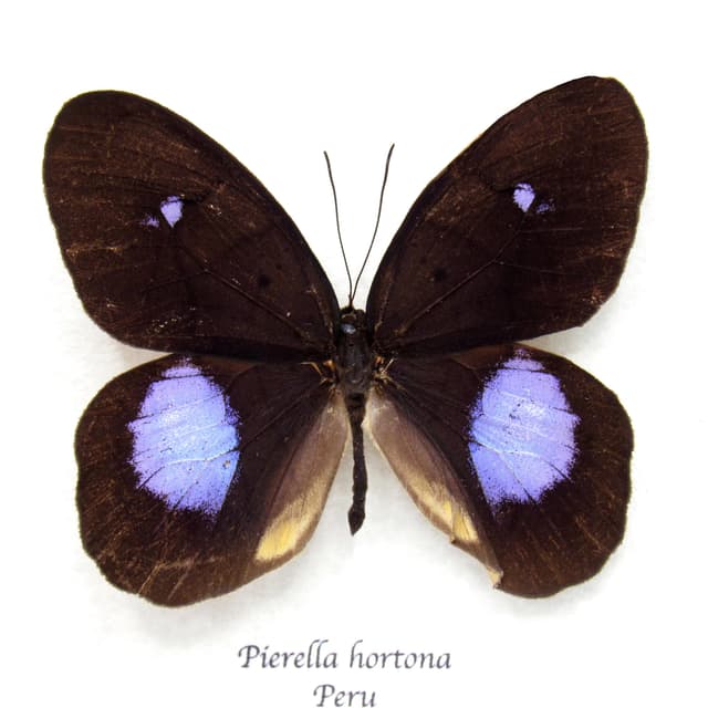 Real black and purple butterfly framed taxidermy - Pierella hortona