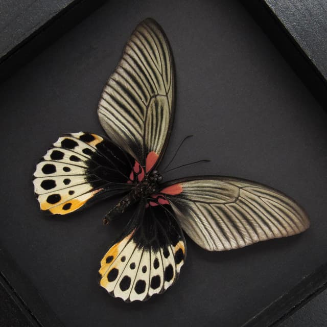 Real Great Mormon butterfly framed taxidermy - Papilio memnon anceus- female
