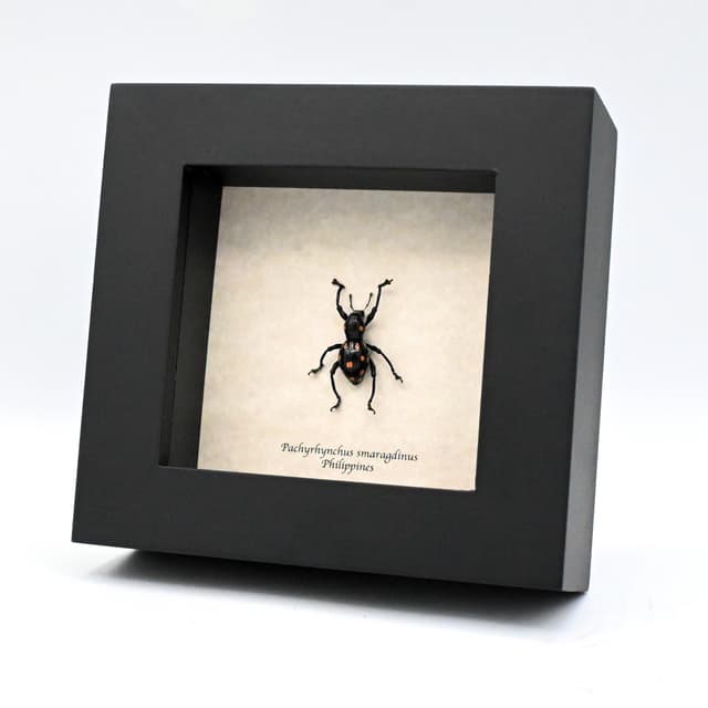 WEEVIL MANIA - Real pink beetle framed taxidermy - Pachyrhynchus smaragdinus