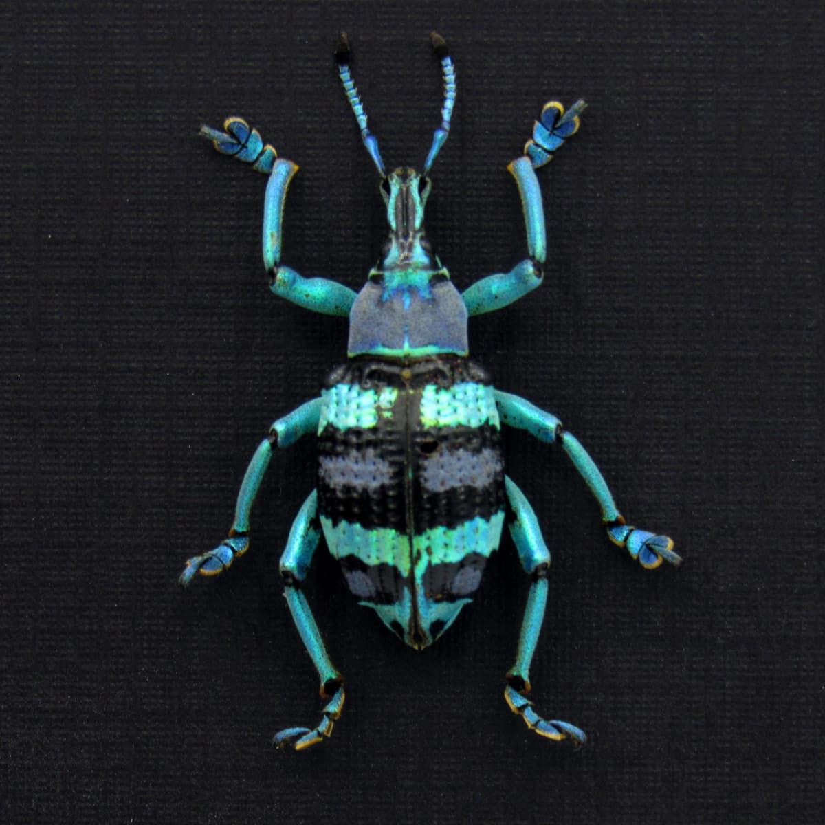 Real metallic weevil framed taxidermy - Eupholus mimikanus - special color form