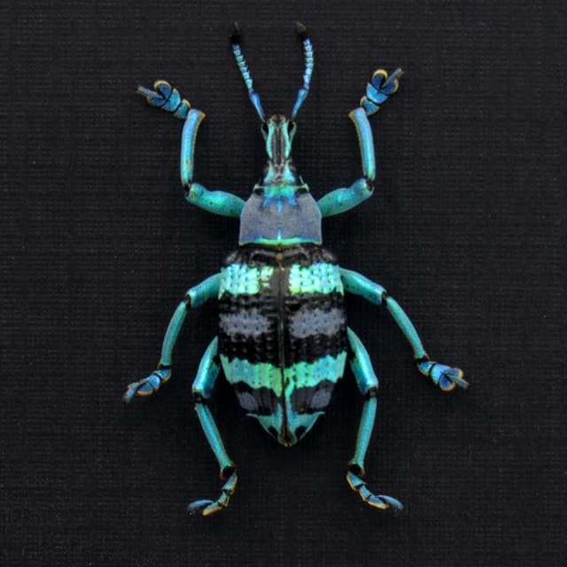 Real metallic weevil framed taxidermy - Eupholus mimikanus - special color form