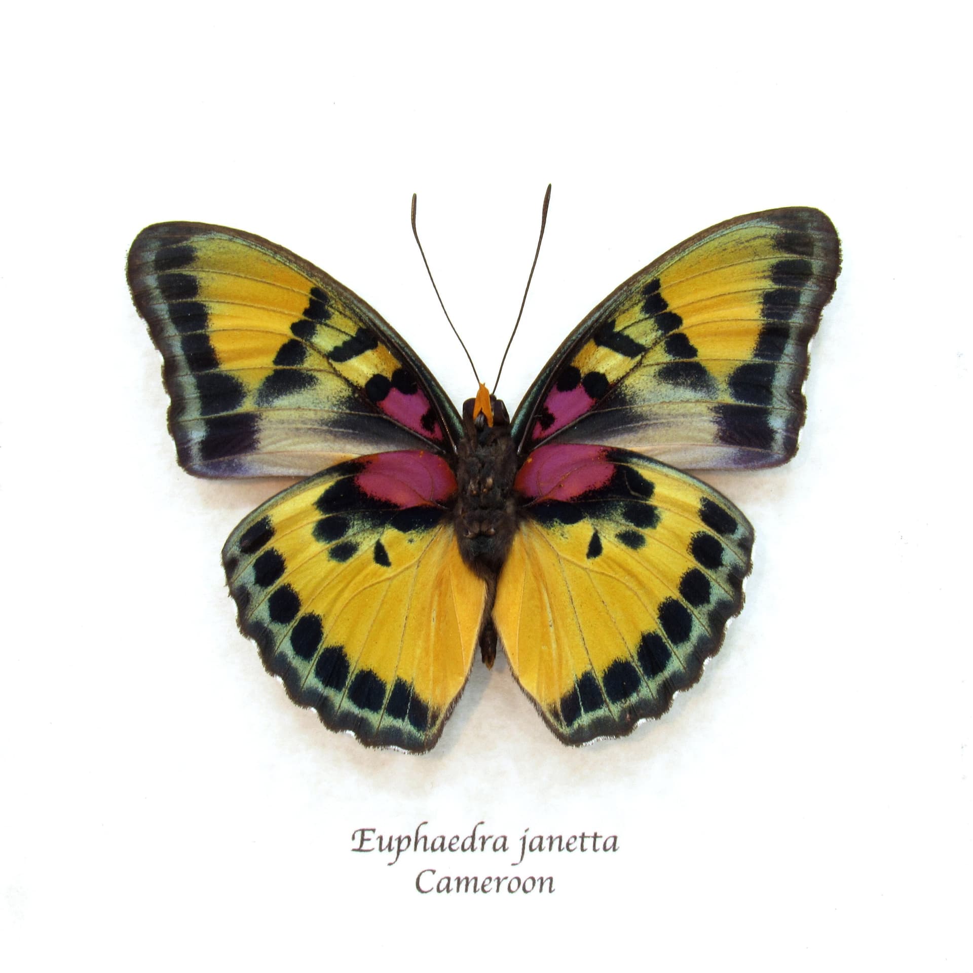 Rare Forester butterfly framed taxidermy - Euphaedra janetta