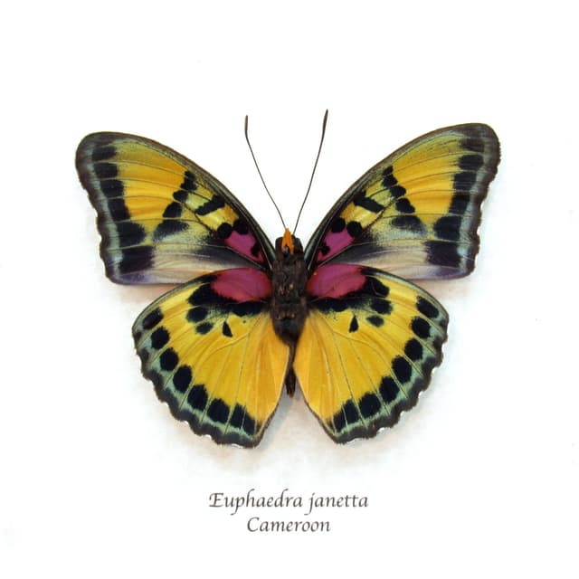Rare Forester butterfly framed taxidermy - Euphaedra janetta