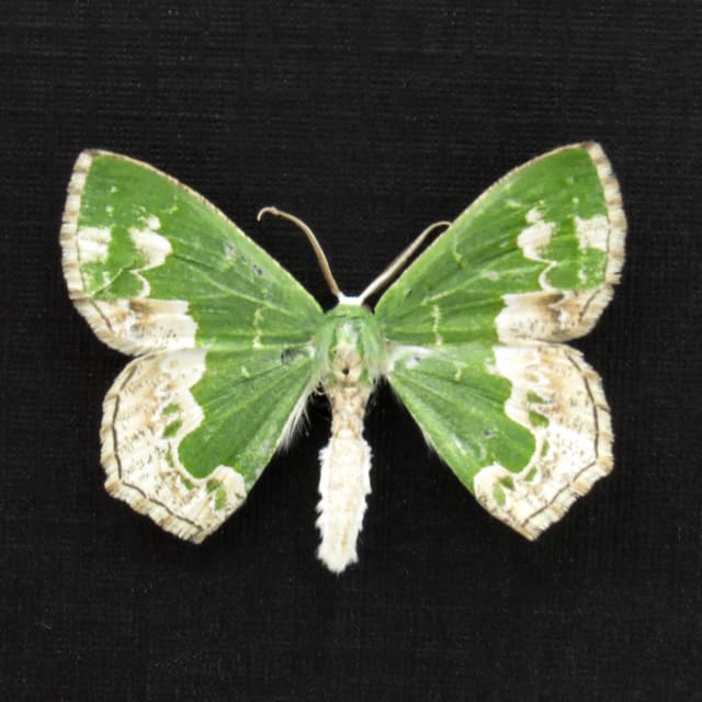 Real green Geometer moth framed specimen - Eucyclodes difficta