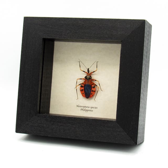 Real red Assassin bug framed taxidermy - Heteroptera species