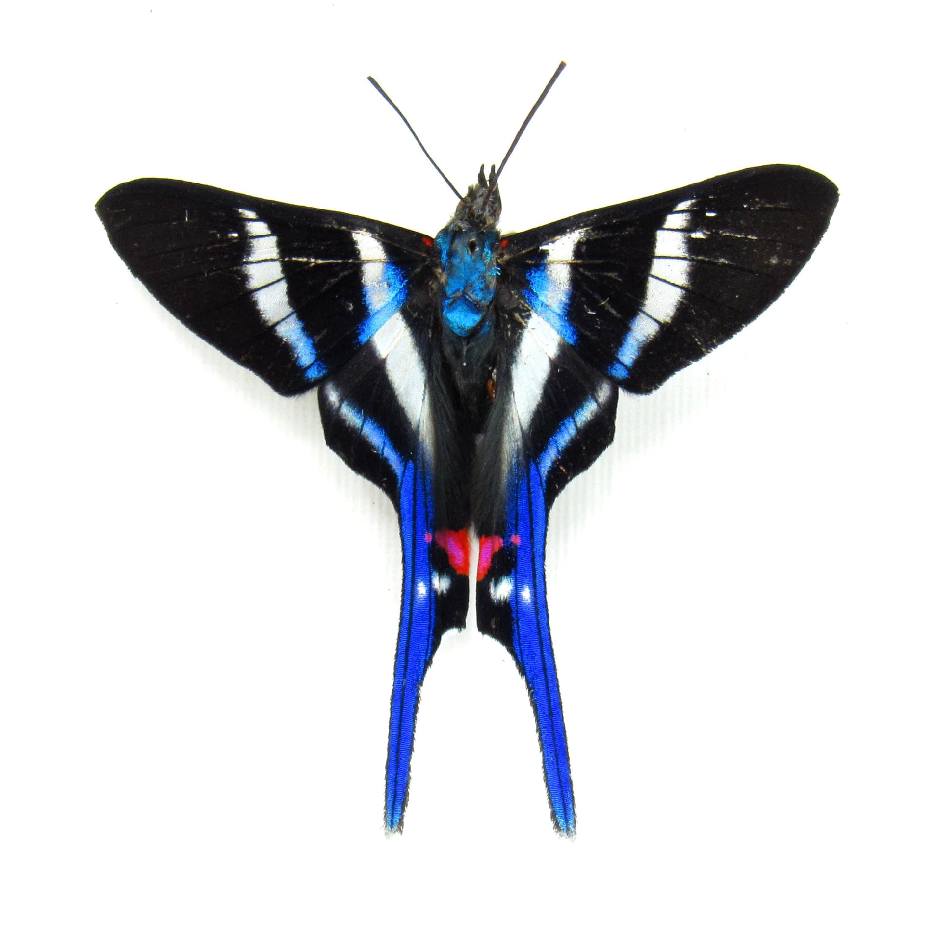 Real Metalmark butterfly framed taxidermy - Rhetus arcius