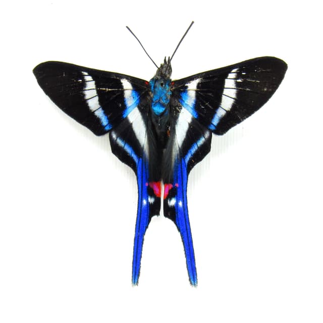 Real Metalmark butterfly framed taxidermy - Rhetus arcius