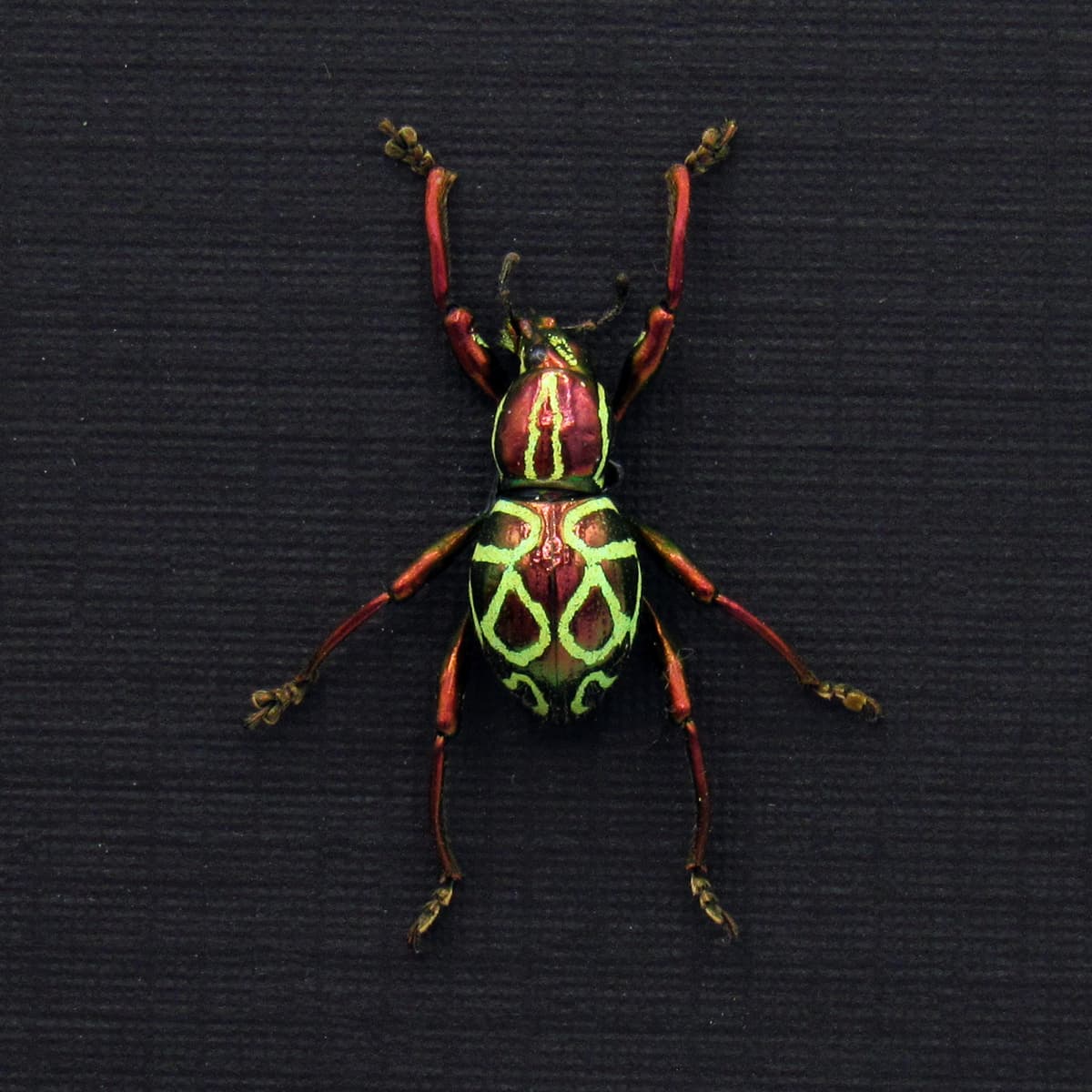 Real metallic red weevil beetle framed specimen - Pachyrhynchus octoannulatus - female