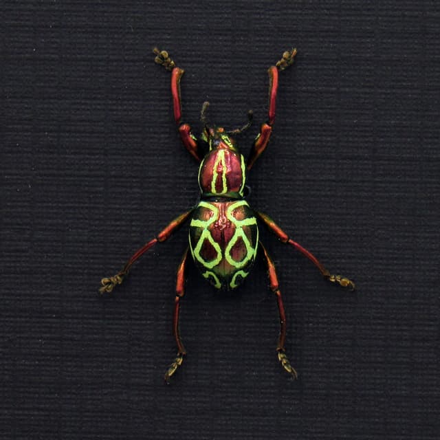Real metallic red weevil beetle framed specimen - Pachyrhynchus octoannulatus - female