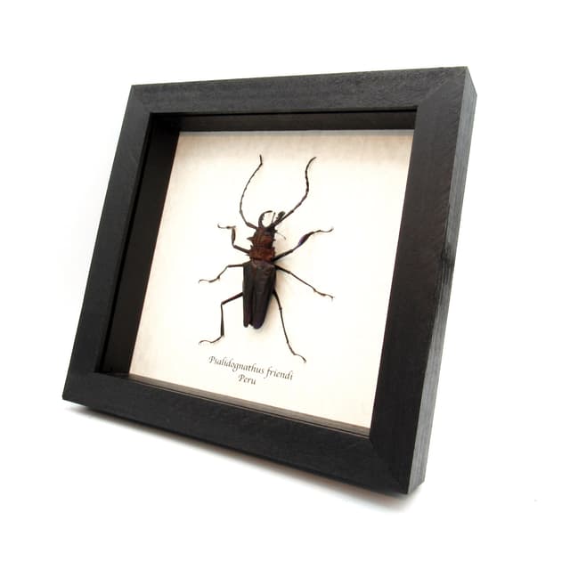 Rare deep purple Longhorn beetle framed taxidermy - Psalidognathus friendi