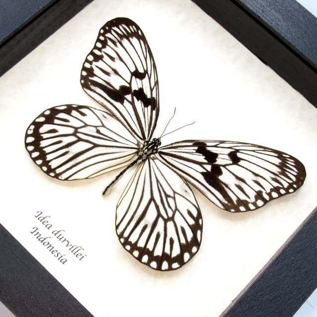Real white Rice Wing butterfly framed taxidermy - Idea durvillei - large female