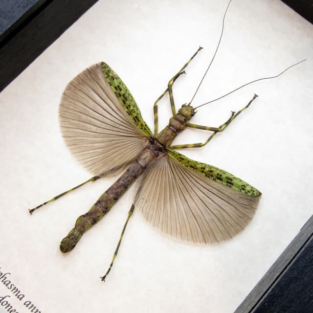 Soothing green stick bug framed taxidermy - Aschiphasma annulipes - large female