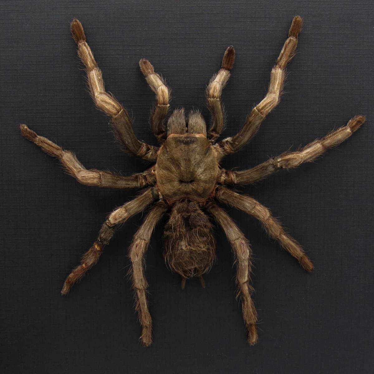 Real Rusty Birdeater Tarantula framed - Acanthoscurria ferina - large female