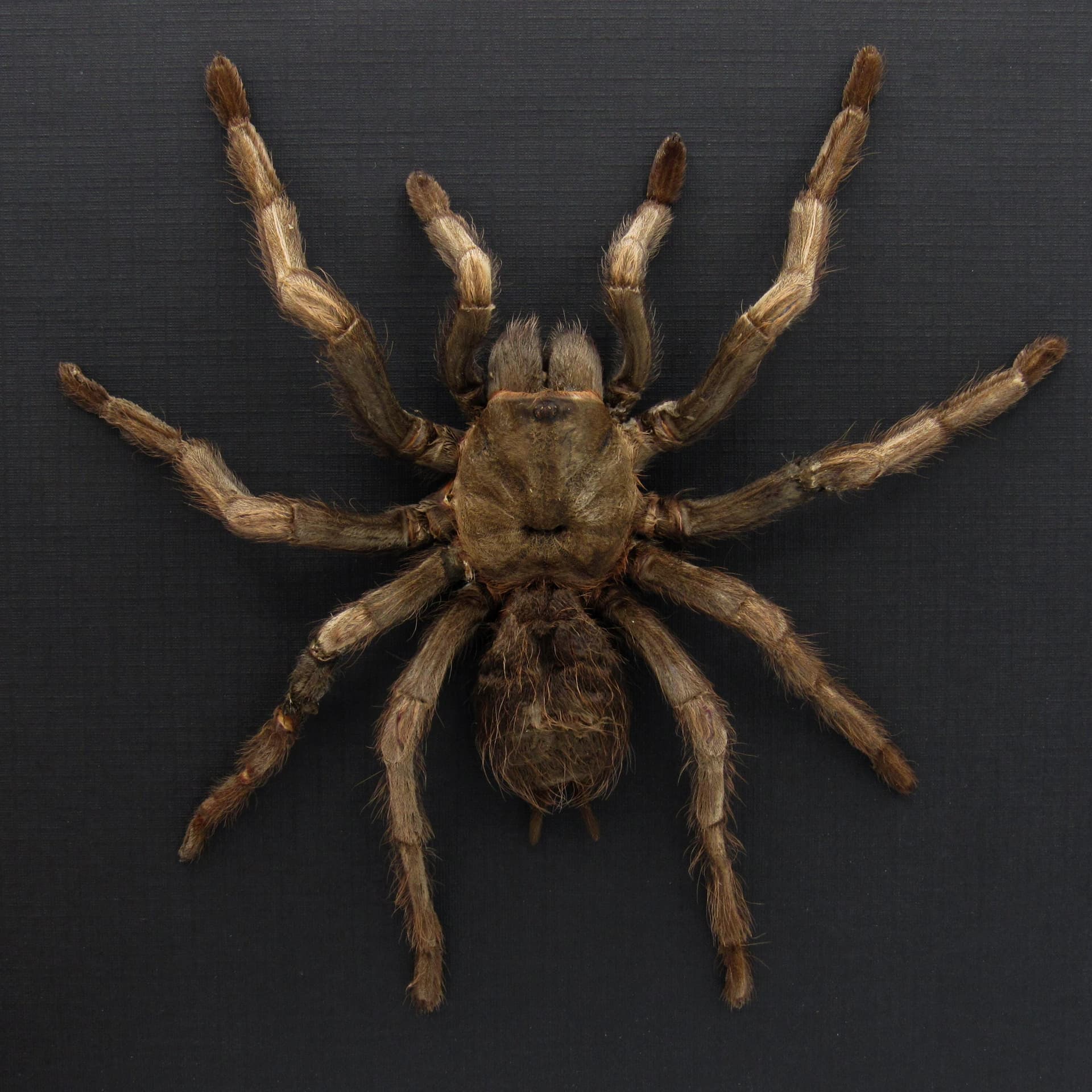Real Rusty Birdeater Tarantula framed - Acanthoscurria ferina - large female