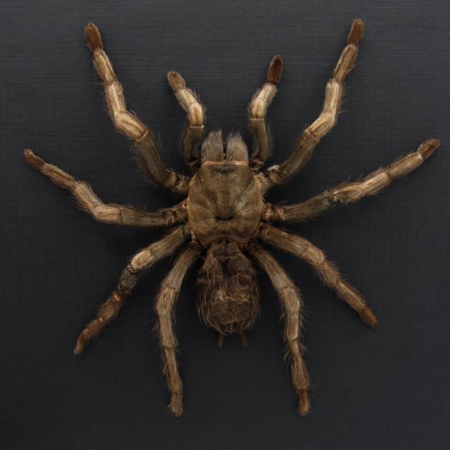 Real Rusty Birdeater Tarantula framed - Acanthoscurria ferina - large female