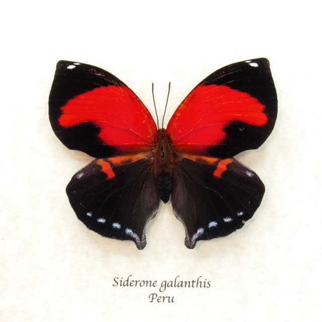 Rare Scarlet Leafwing butterfly framed taxidermy - Siderone galanthis - large female