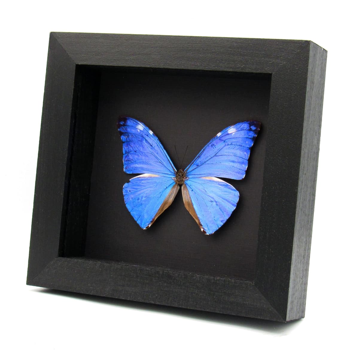 Real iridescent blue butterfly framed taxidermy - morpho adonis huallaga - minor damage