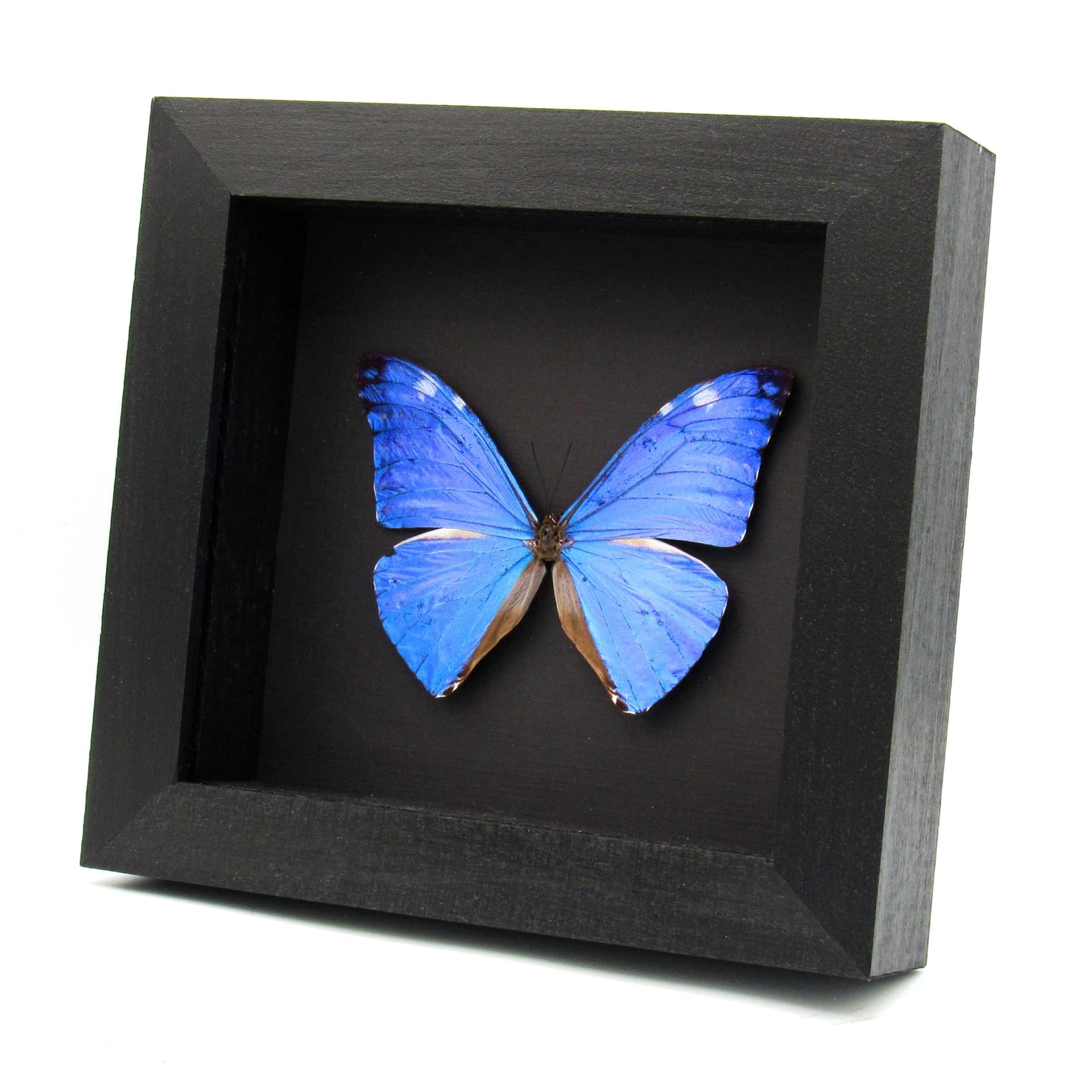 Real iridescent blue butterfly framed taxidermy - morpho adonis huallaga - minor damage