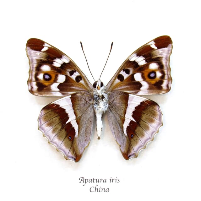 Real Purple Emperor butterfly framed taxidermy - Apatura iris