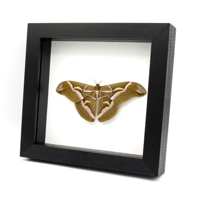 Real Lessor Atlas moth framed taxidermy - Samia wangi - Victorian mount