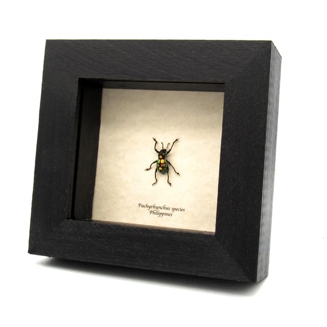 Real metalic weevil beetle framed specimen - Pachyrhynchus taylori