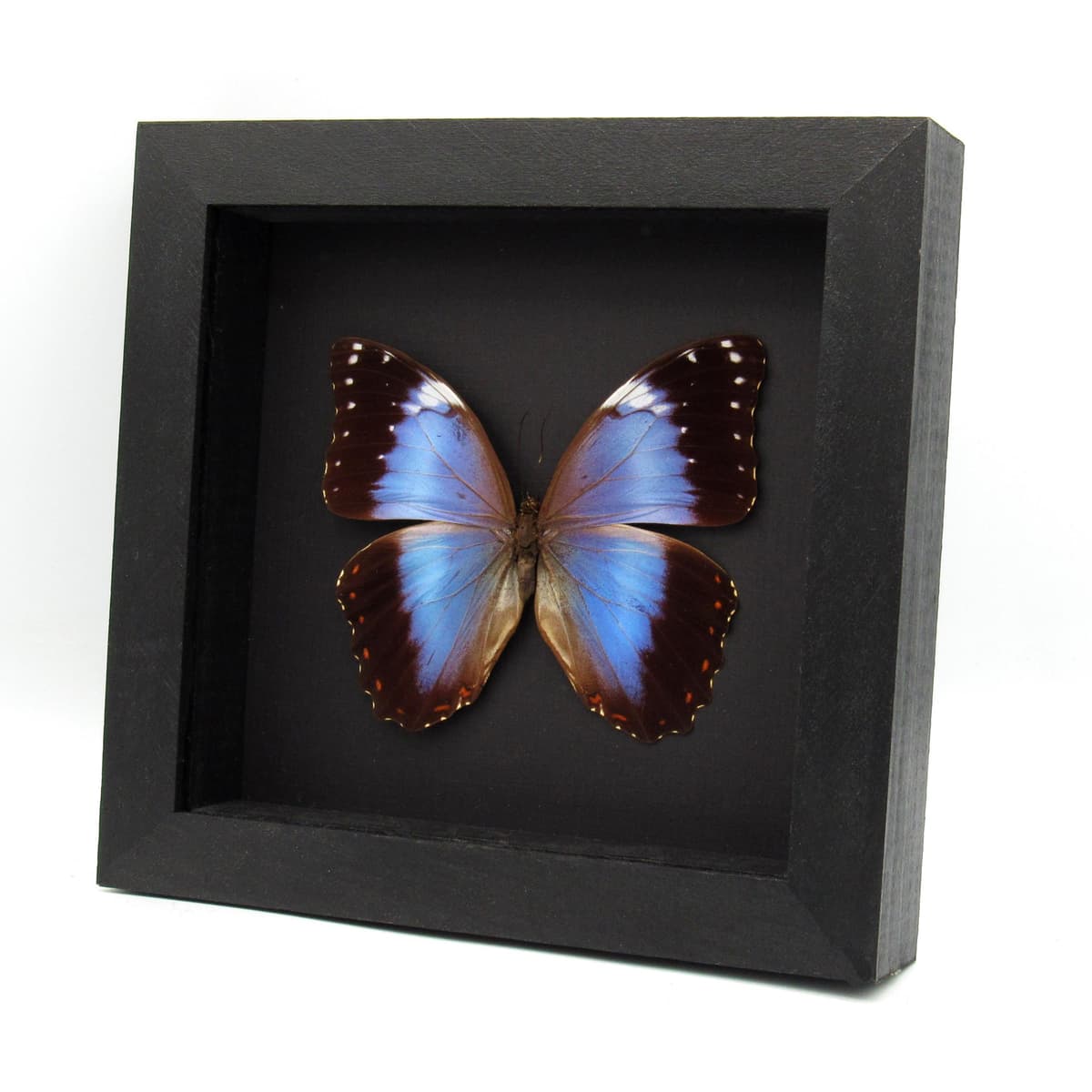 Rare Hybrid Morpho framed taxidermy - Morpho helenor violaceus x Morpho achilles
