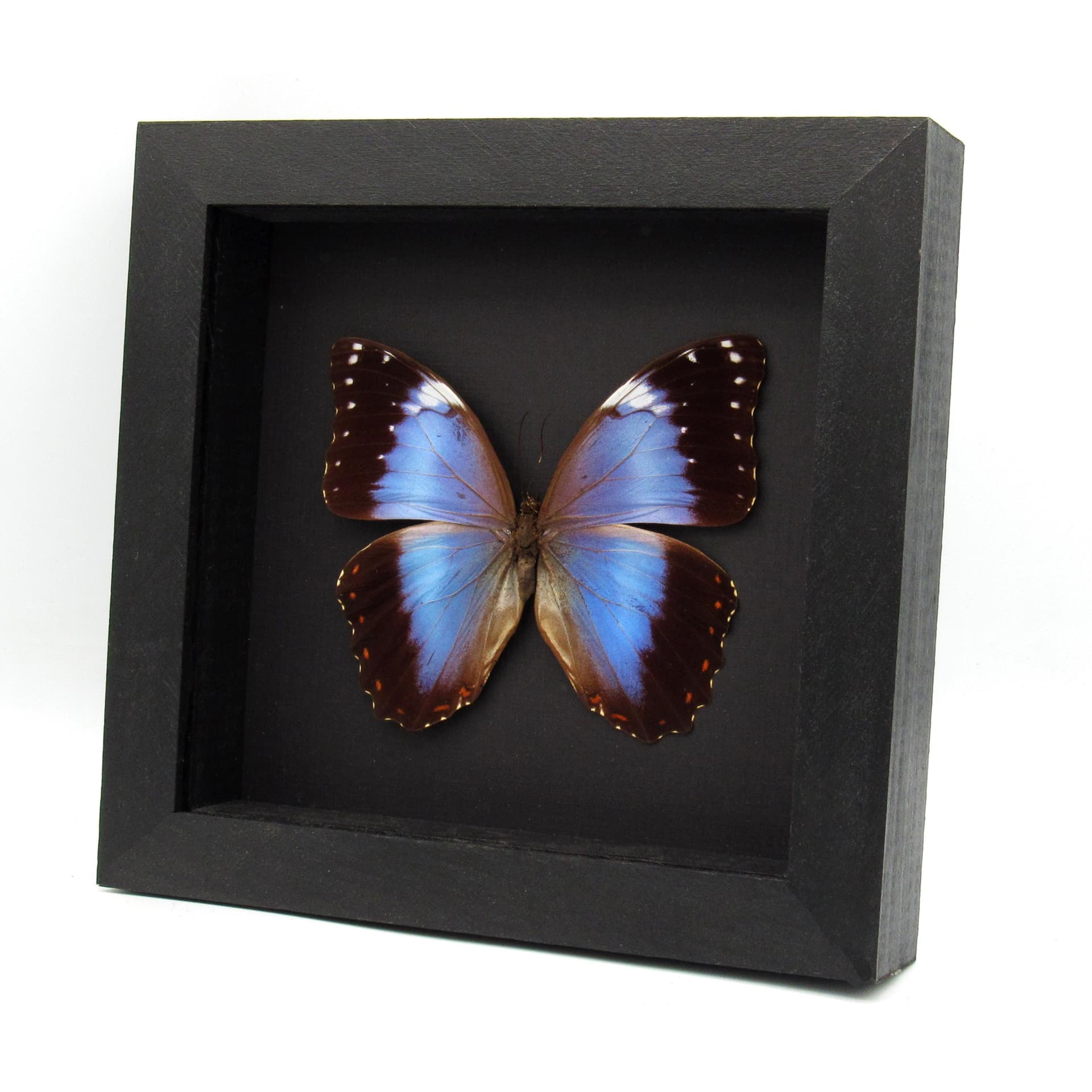Rare Hybrid Morpho framed taxidermy - Morpho helenor violaceus x Morpho achilles