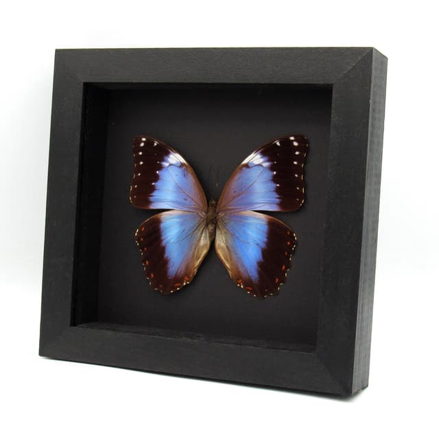Rare Hybrid Morpho framed taxidermy - Morpho helenor violaceus x Morpho achilles