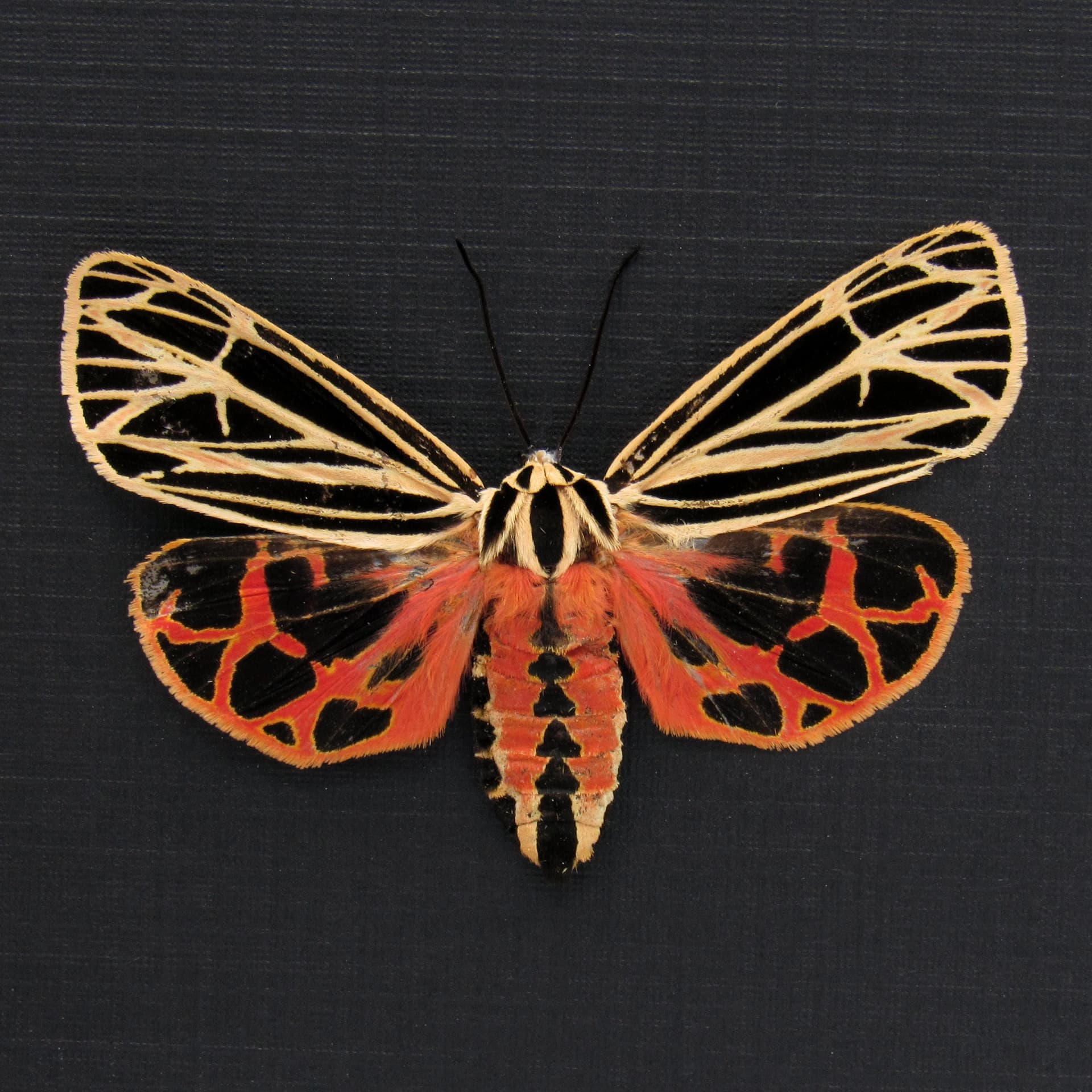 Rare Virgin Tiger moth framed - Grammia virgo - large female