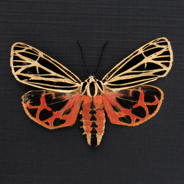 Rare Virgin Tiger moth framed - Grammia virgo - large female