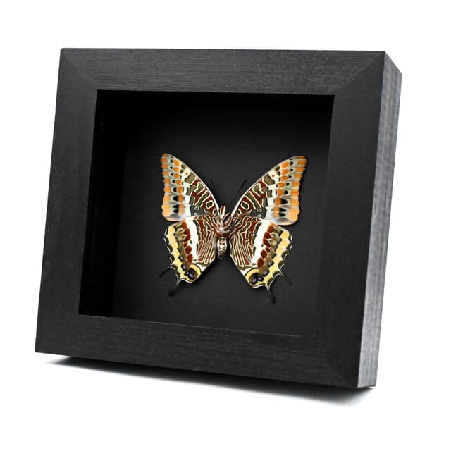 Rare Two-tailed Pasha butterfly framed taxidermy - Charaxes jasius septentrionalis - large female