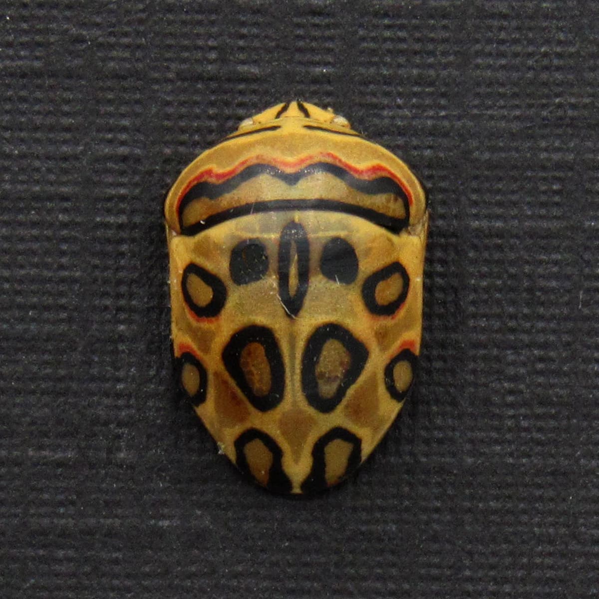 Rare tiny Picasso bug framed taxidermy - Sphaerocoris annulus