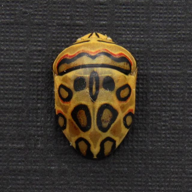 Rare tiny Picasso bug framed taxidermy - Sphaerocoris annulus