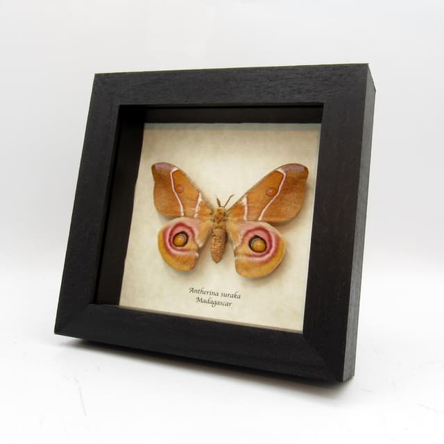 Real Madagascar Bullseye moth framed - Antherina suraka - female