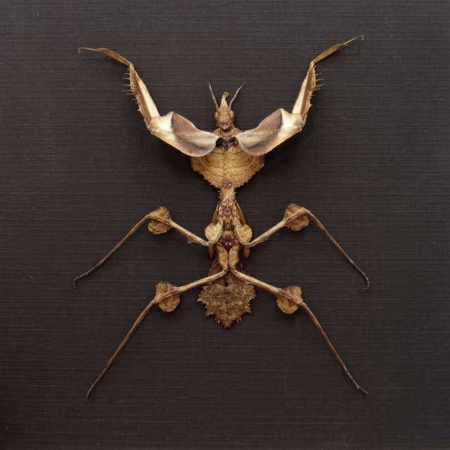 Real Devils Flower Mantis framed taxidermy - Idolomantis diabolica - medium sized nymph