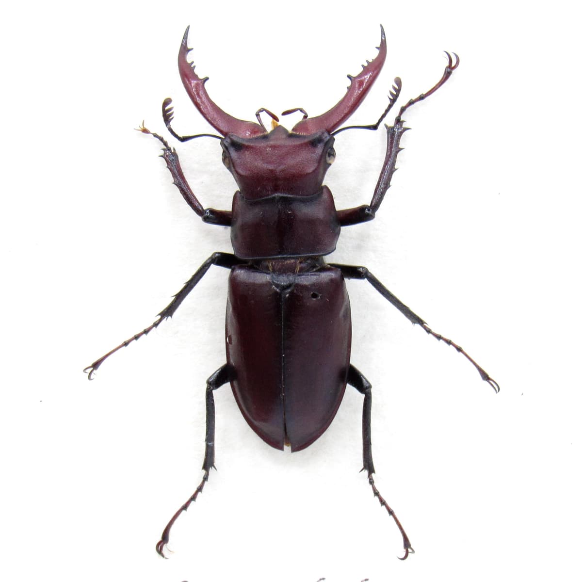 Rare American Giant Stag beetle framed specimen - Lucanus elaphus - small