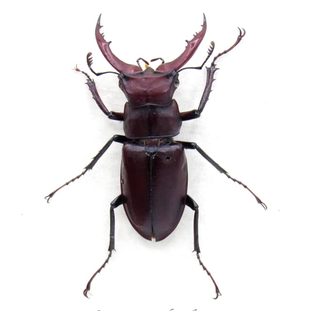 Rare American Giant Stag beetle framed specimen - Lucanus elaphus - small