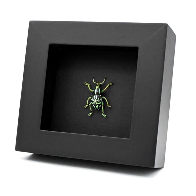Rare glitter Weevil framed taxidermy - Eupholus browni