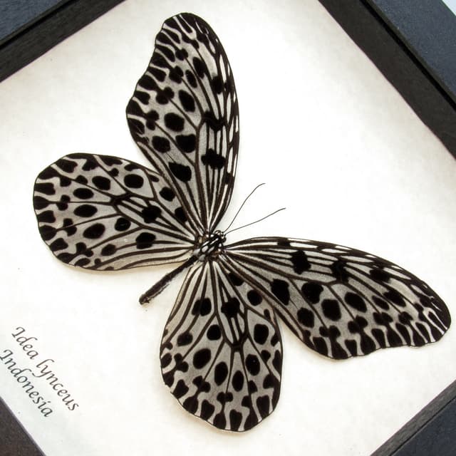 Real XL Silver butterfly framed taxidermy - Idea lynceus - female